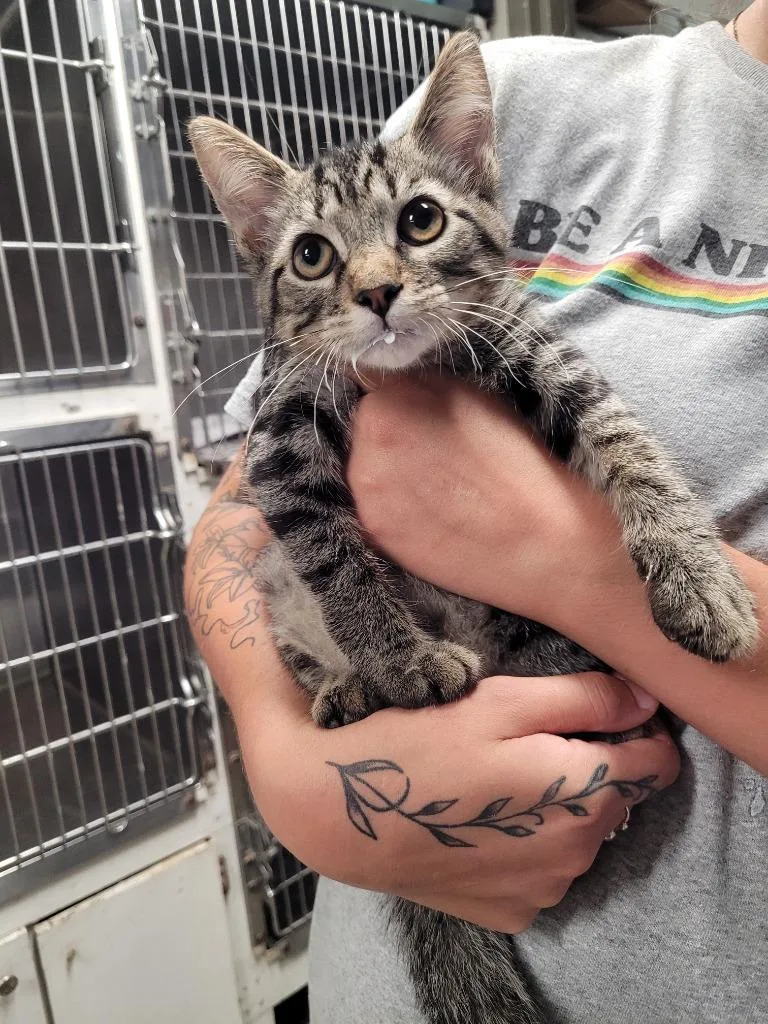 A baby small-sized male Domestic Short Hair cat named Aaron for adoption in Hopkinsville, KY
