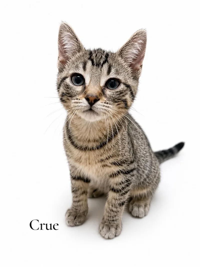 A baby medium-sized female Tabby (Brown / Chocolate) Domestic Short Hair cat named Crue for adoption in Stevensville, MI