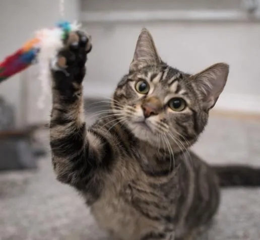 Pixel Bug thumbnail 3