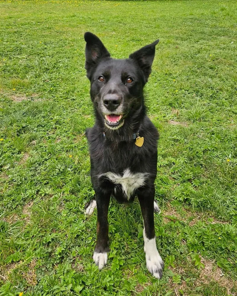 An adult large-sized female Black Border Collie dog named Millie for adoption in Crescent city, CA