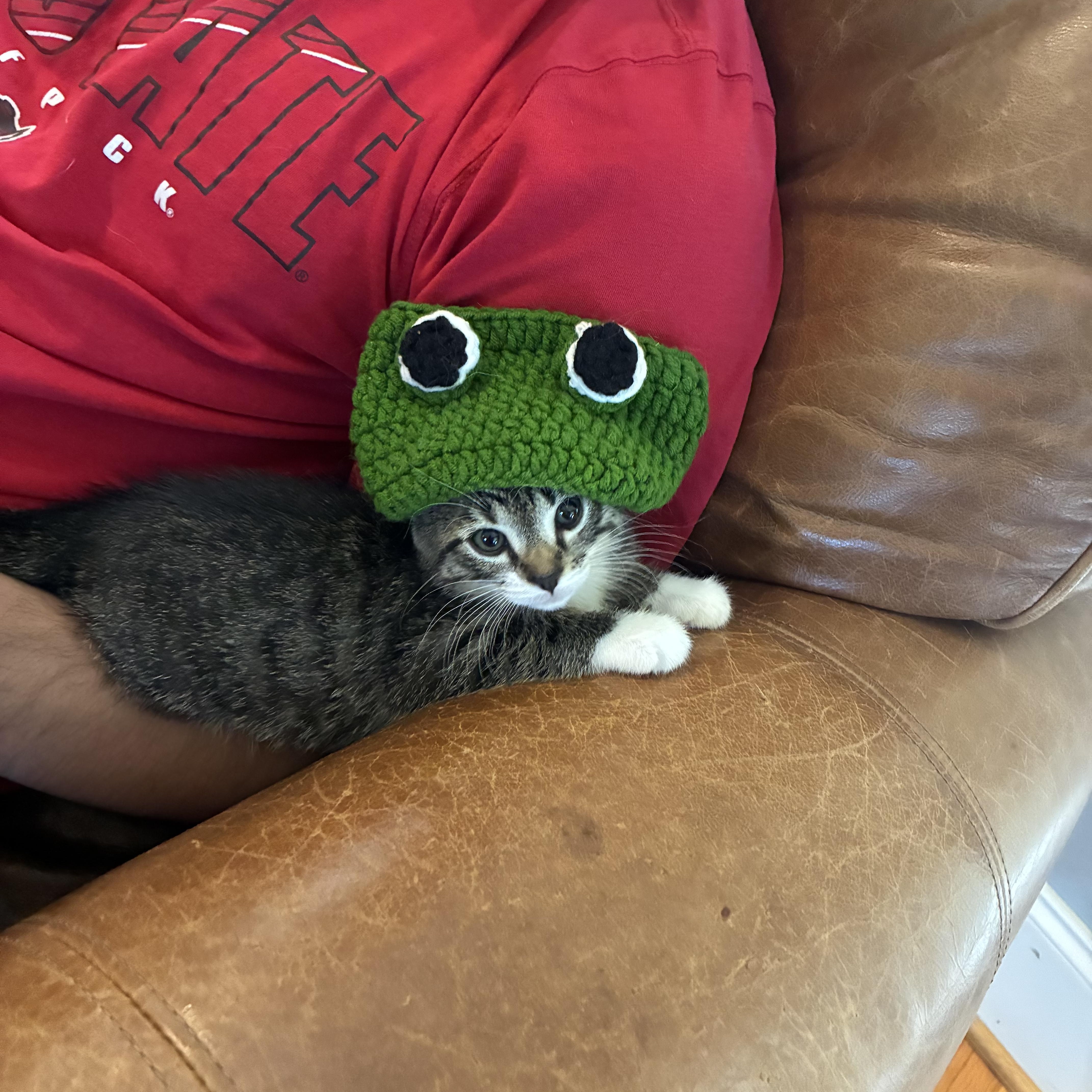 A baby medium-sized female Gray / Blue / Silver American Shorthair cat named Fiona for adoption in Cary, NC