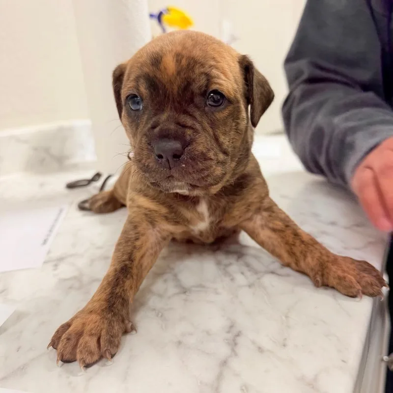 A baby small-sized female Pit Bull Terrier dog named Stitch for adoption in Parker, CO