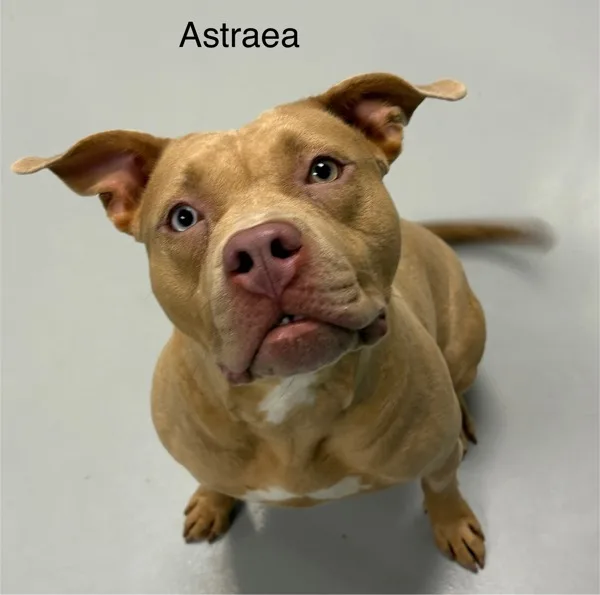 A young medium-sized female Pit Bull Terrier dog named Astraea for adoption in Topeka, KS