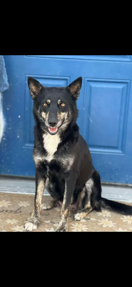 An adult medium-sized female Australian Cattle Dog / Blue Heeler dog named Terri for adoption in Vancouver, WA