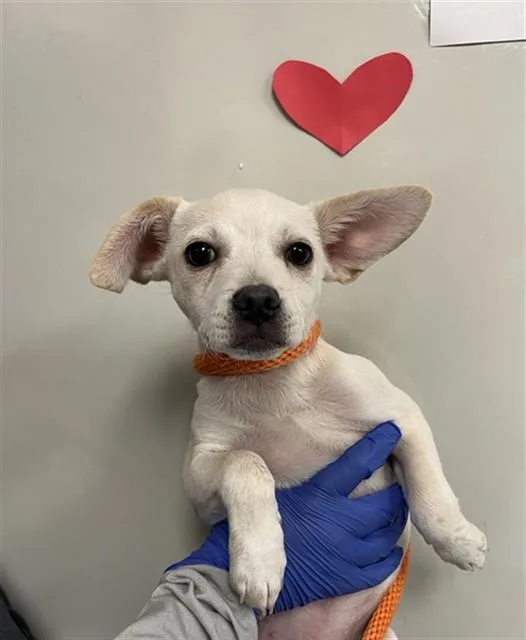 A baby small-sized male Chihuahua dog named Mitch for adoption in Ontario, CA