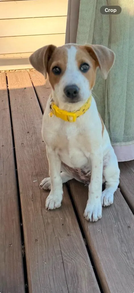 A baby medium-sized female Mixed Breed dog named Darby for adoption in sun prairie, WI