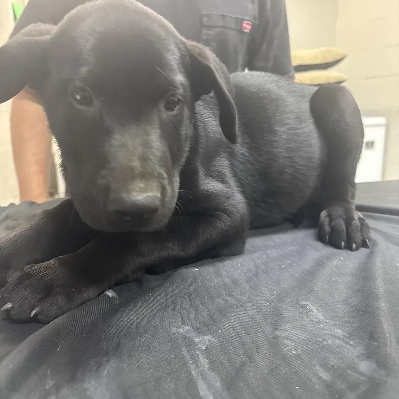 A baby large-sized male Black Labrador Retriever dog named Fester for adoption in Clanton, AL
