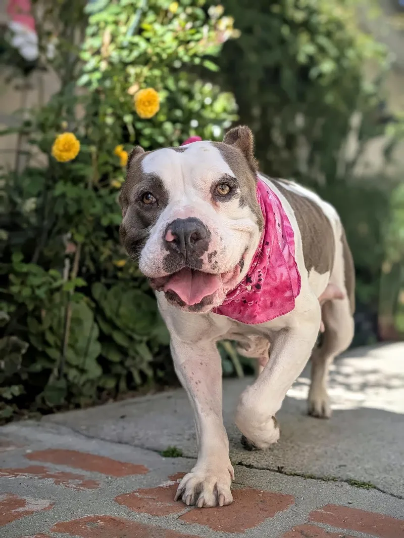 A senior large-sized female White / Cream Pit Bull Terrier dog named Butterball for adoption in West Hollywood, CA