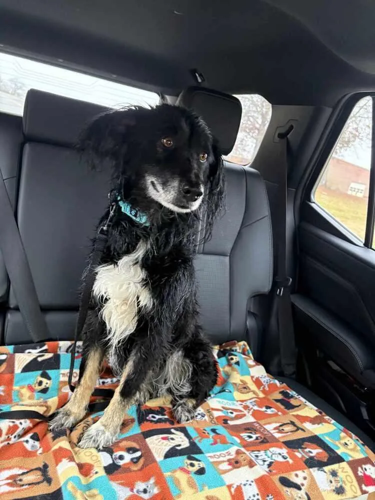 An adult medium-sized female Australian Shepherd dog named Haven FL for adoption in Ontario, CA