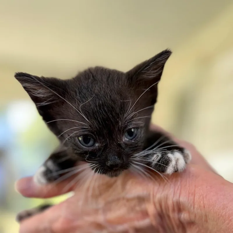 A baby small-sized female Black Domestic Short Hair cat named Analise Airy for adoption in Sequatchie, TN