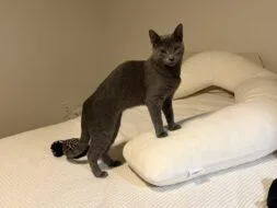 An adult small-sized male Domestic Short Hair cat named Able for adoption in West Chester, PA