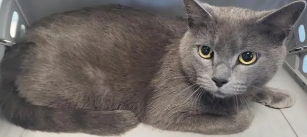 An adult small-sized female Domestic Short Hair cat named Fm Pixie for adoption in Lawrenceville, GA