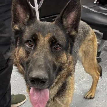 An adult large-sized male Black German Shepherd Dog dog named Thaddeus for adoption in St Joseph, MO
