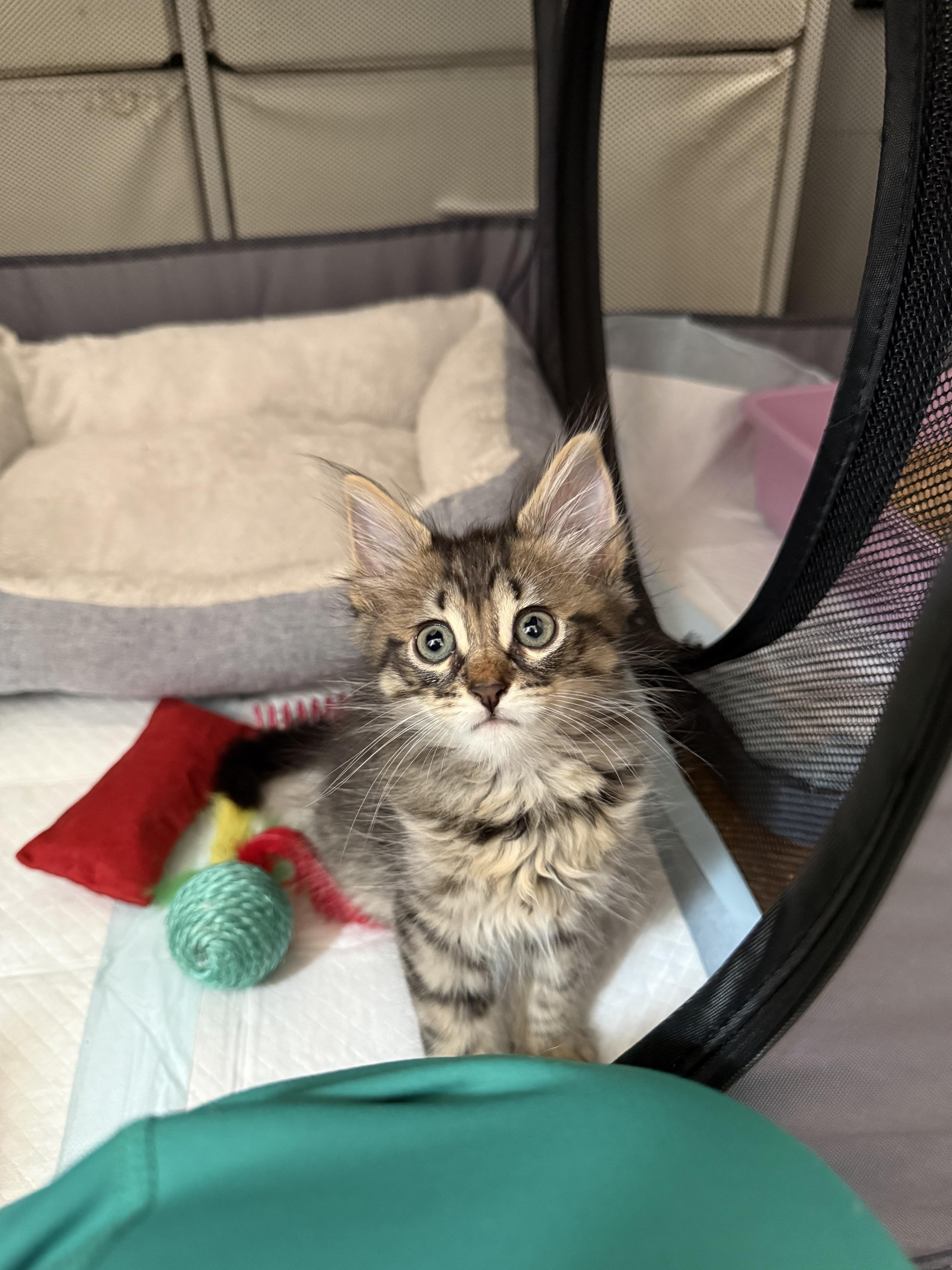 A baby medium-sized male Tabby (Brown / Chocolate) Domestic Medium Hair cat named Rio for adoption in Long Island City, NY