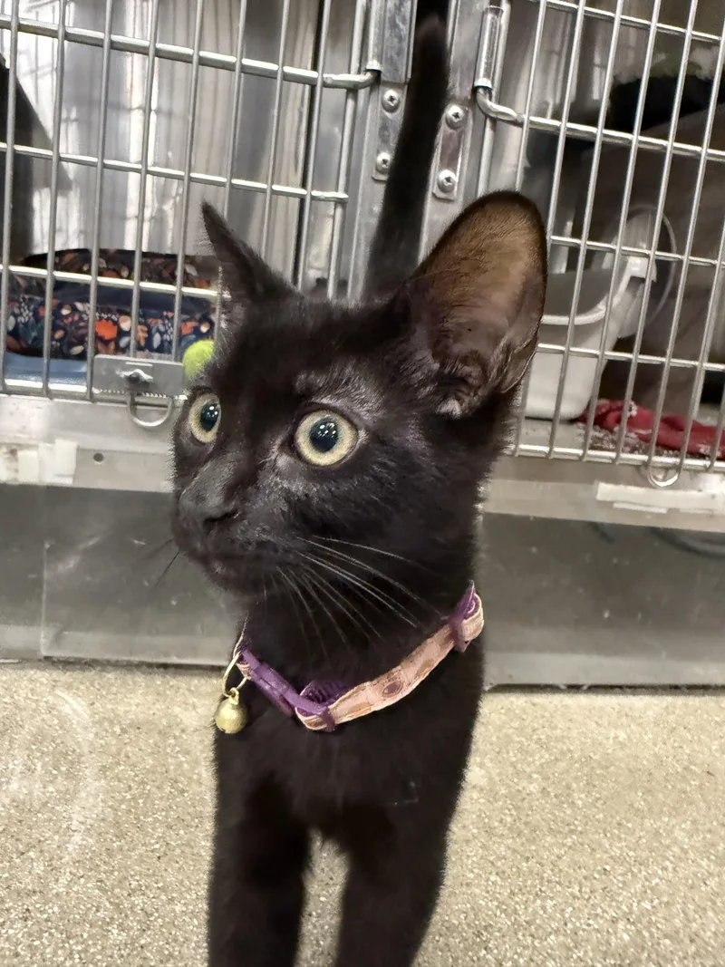 A baby small-sized male Domestic Short Hair cat named Sesame for adoption in South Pasadena, CA