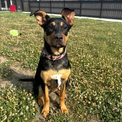 A young large-sized female Mixed Breed dog named Sunni for adoption in Wheaton, IL