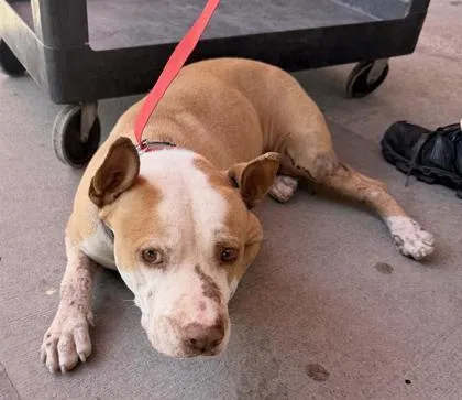 An adult large-sized male White / Cream Pit Bull Terrier dog named 61095246 for adoption in El Paso, TX