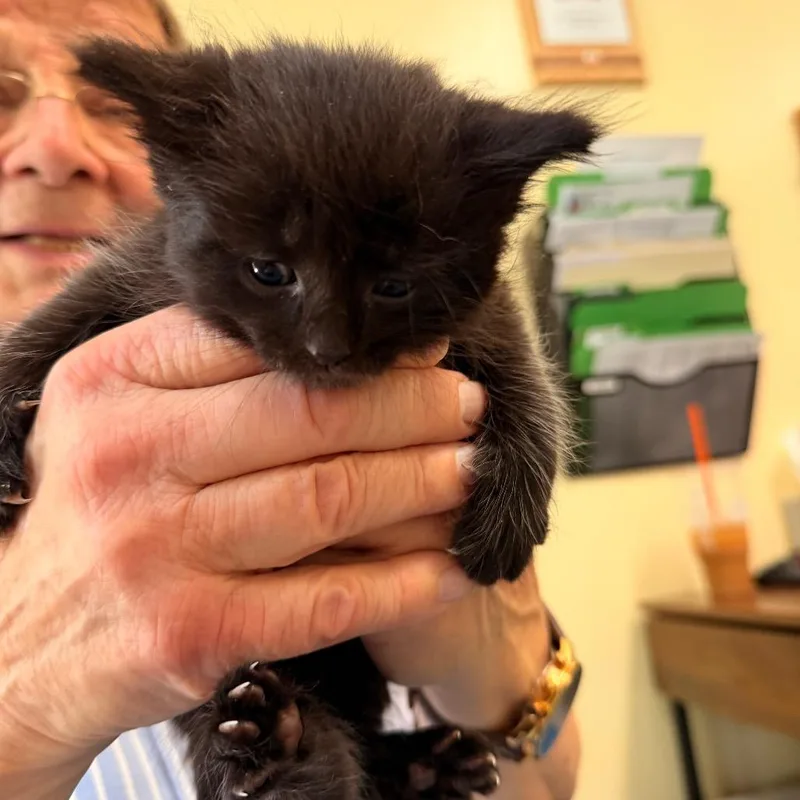 A baby small-sized female Domestic Short Hair cat named Tanya Tucker for adoption in New Fairfield, CT