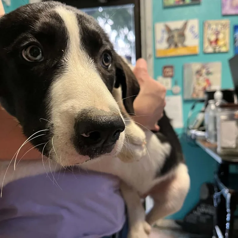A baby medium-sized male White / Cream Border Collie dog named Bigs for adoption in Stephenville, TX