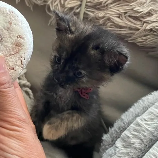 A baby medium-sized female Tortoiseshell Domestic Short Hair cat named Little Apple Muffin for adoption in Denver, CO