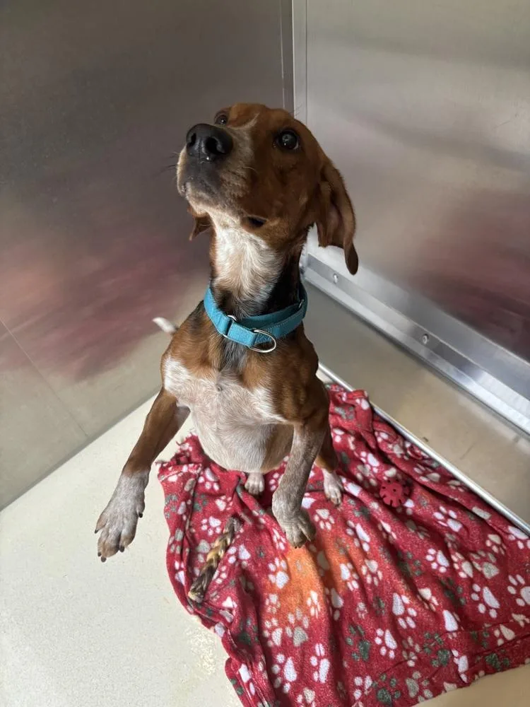 An adult medium-sized male Beagle dog named Tractor for adoption in Kalamazoo, MI