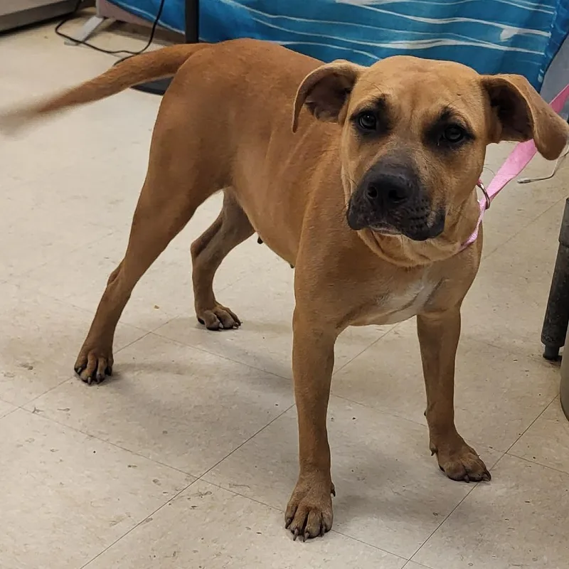 An adult medium-sized female Yellow / Tan / Blond / Fawn Mixed Breed dog named Fawn for adoption in Lake Panasoffkee, FL