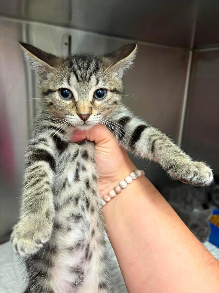 A baby medium-sized male Domestic Short Hair cat named Prime for adoption in Republic, MO