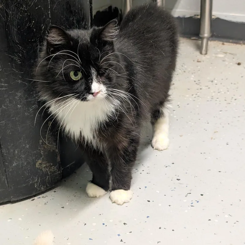 An adult small-sized female Domestic Short Hair cat named Phuzz for adoption in Blair, WI
