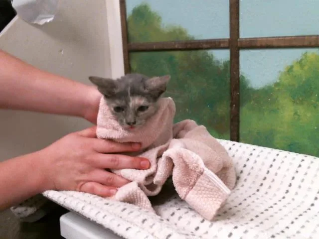 A baby small-sized female Domestic Short Hair cat named Daisey for adoption in Houston, TX