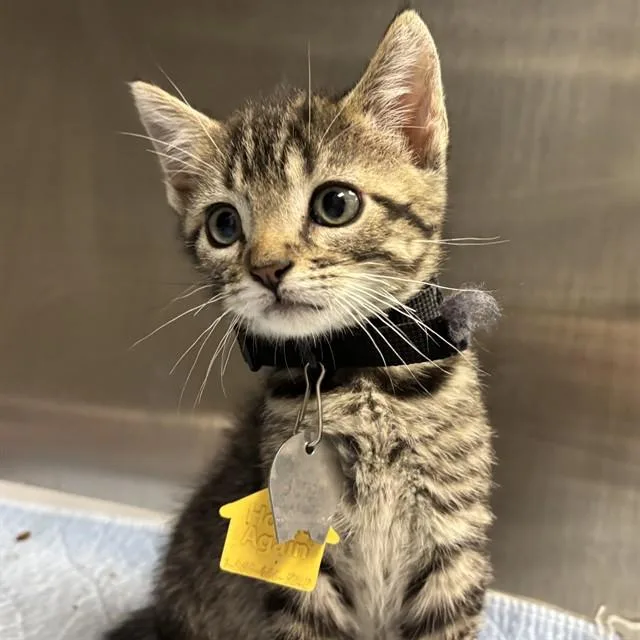A baby small-sized male Domestic Short Hair cat named Rusty for adoption in St. Louis, MO