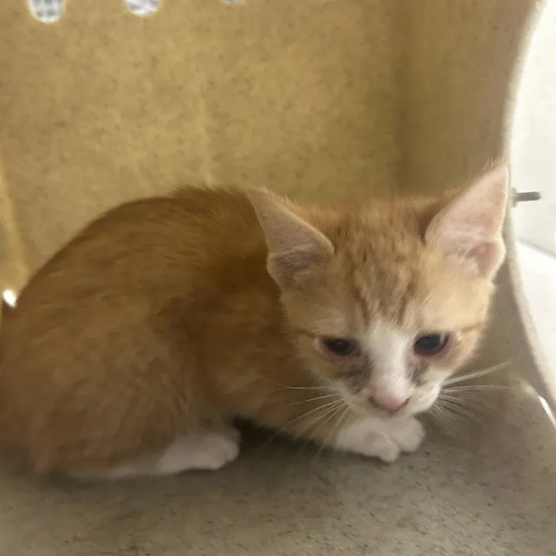 A baby small-sized female Orange / Red Domestic Short Hair cat named Nectarine for adoption in Philadelphia, PA