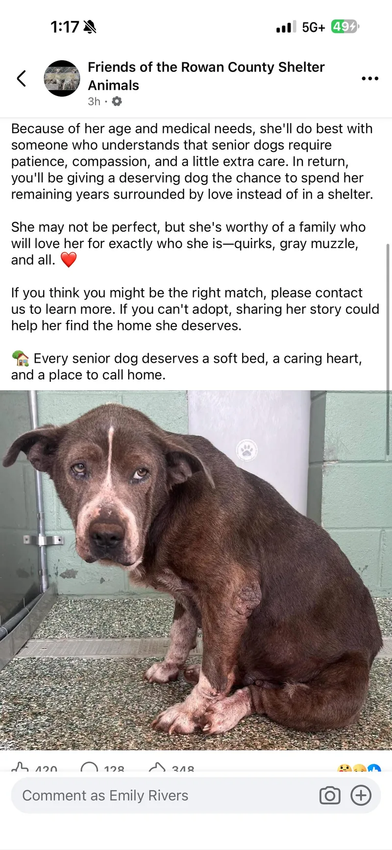 A senior medium-sized female Mixed Breed dog named Rosie for adoption in Holly Springs, NC