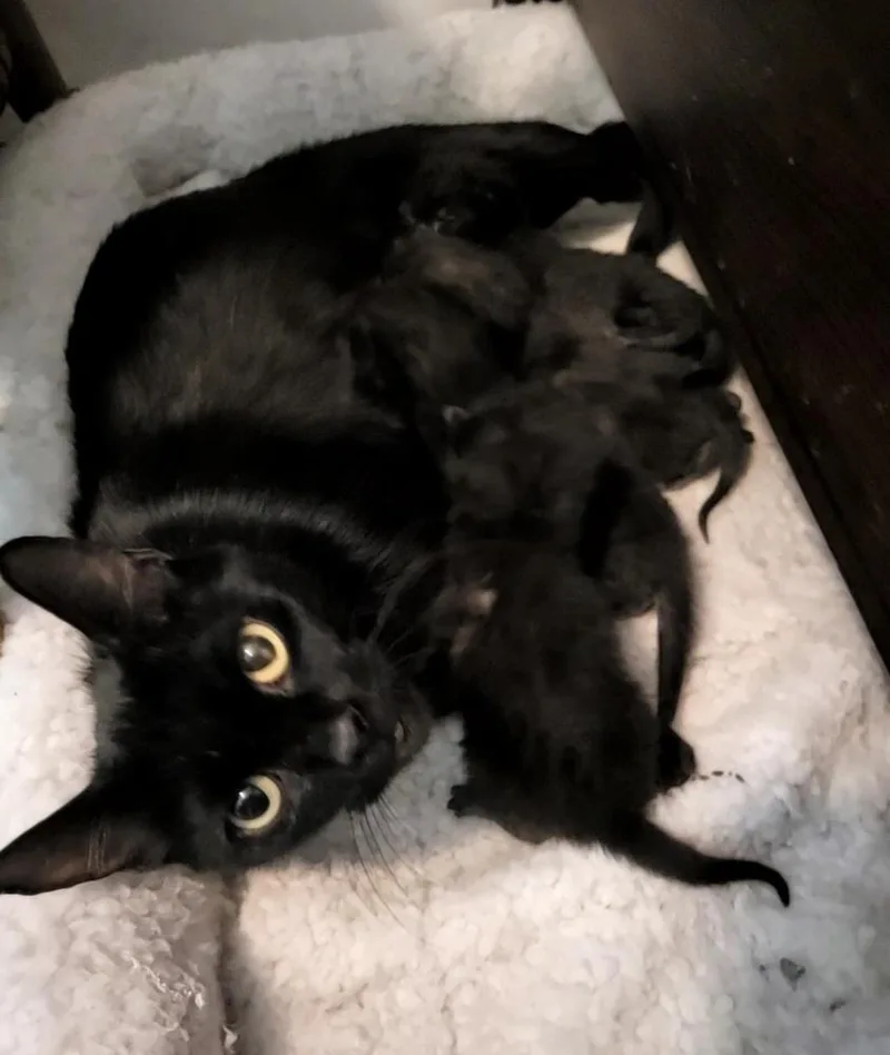 A baby small-sized male Black American Shorthair cat named Milo for adoption in Tampa, FL