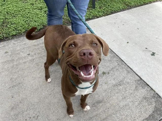 A young large-sized female Pit Bull Terrier dog named Iblem for adoption in Corpus Christi, TX
