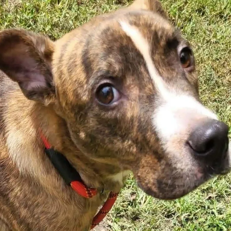 An adult large-sized male Pit Bull Terrier dog named Cooper for adoption in Ravenna, KY