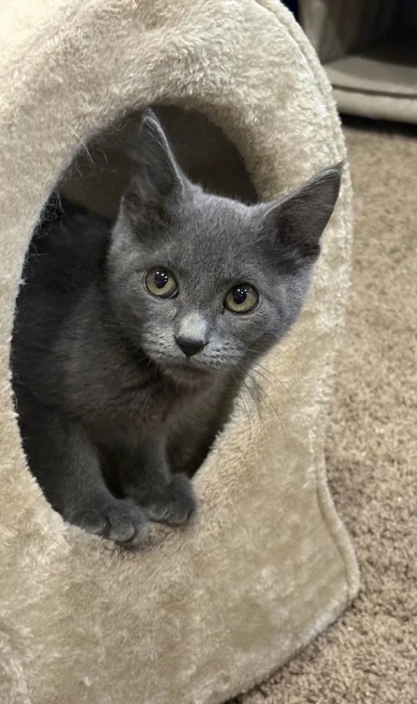 A baby small-sized male Gray / Blue / Silver Domestic Short Hair cat named Snap for adoption in Plymouth, MN