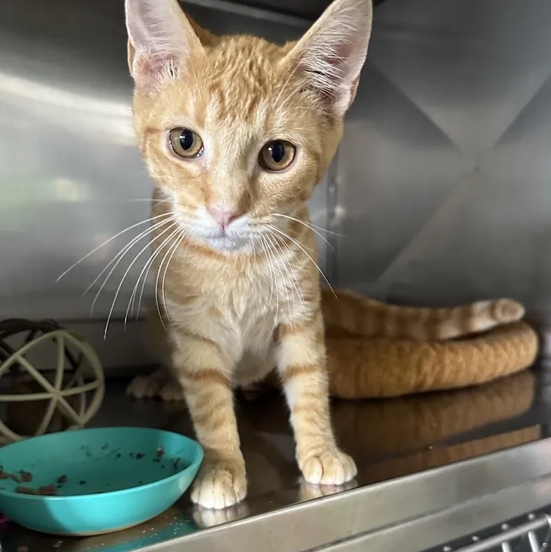 A young small-sized male Tabby (Orange / Red) Domestic Short Hair cat named Carrot for adoption in Grand Rapids, MI