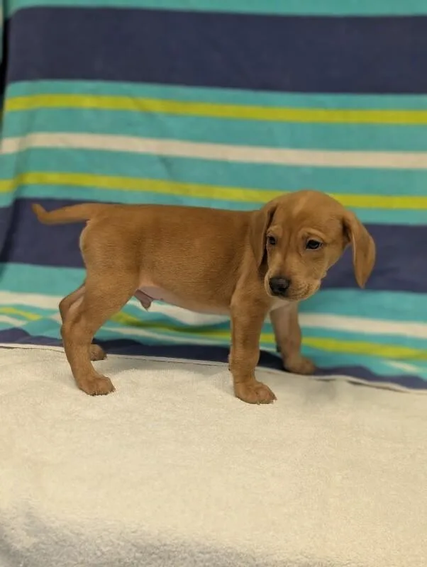 A baby small-sized male Red / Chestnut / Orange Beagle dog named Sebastian for adoption in Aiken, SC