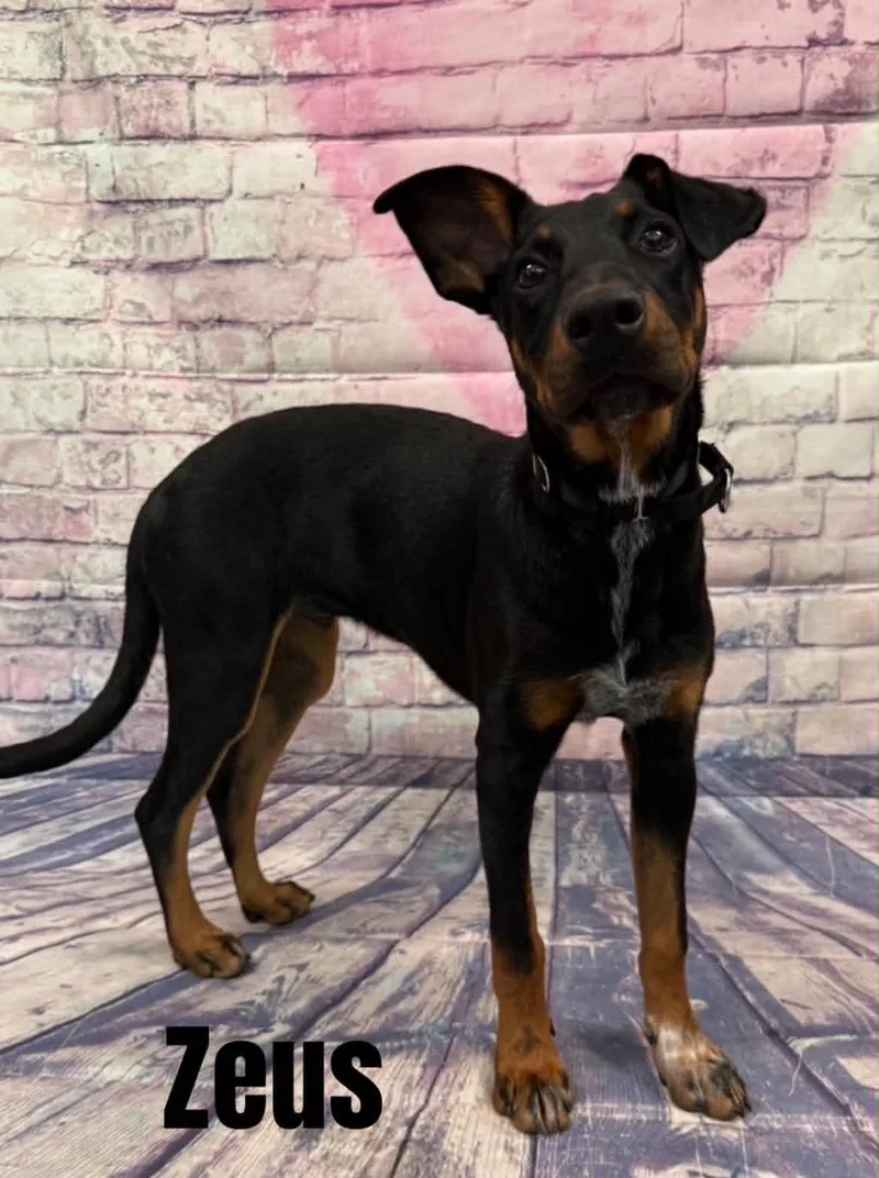 Zeus