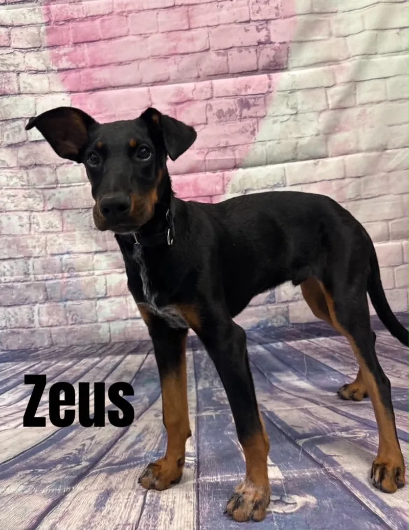 Zeus thumbnail 2
