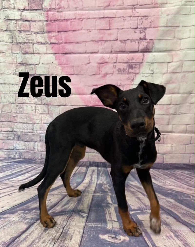 Zeus thumbnail 3