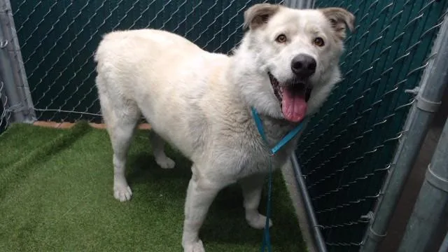 An adult medium-sized male Great Pyrenees dog named Bruce for adoption in Downey, CA