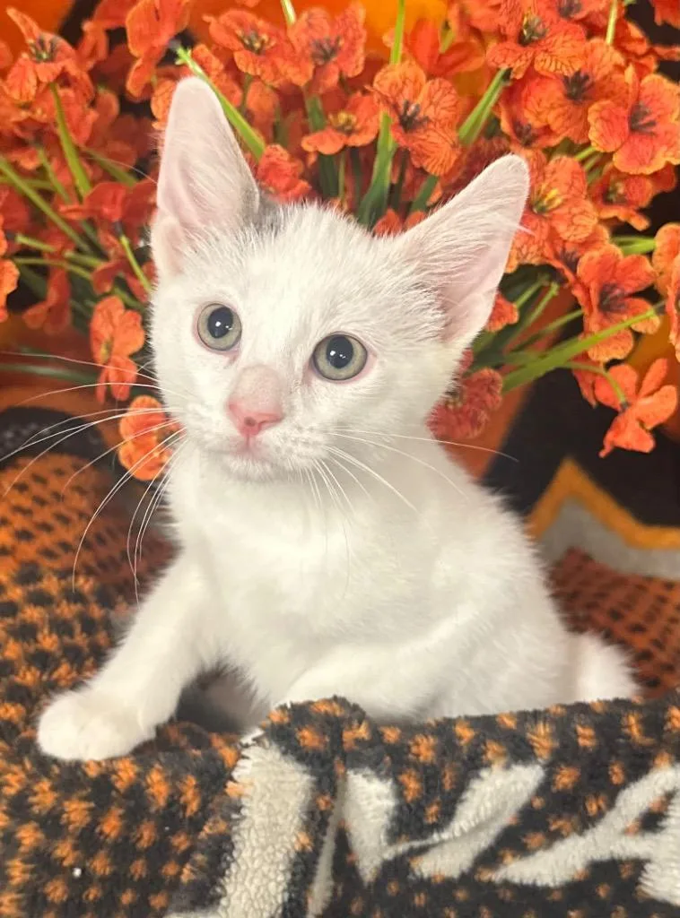 A baby small-sized male Domestic Short Hair cat named Wally for adoption in Stillwater, OK