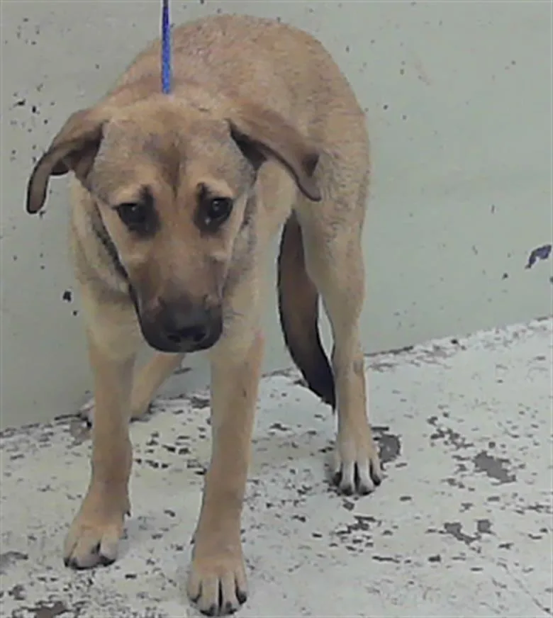 A young medium-sized female Labrador Retriever dog named Chloe for adoption in Houston, TX