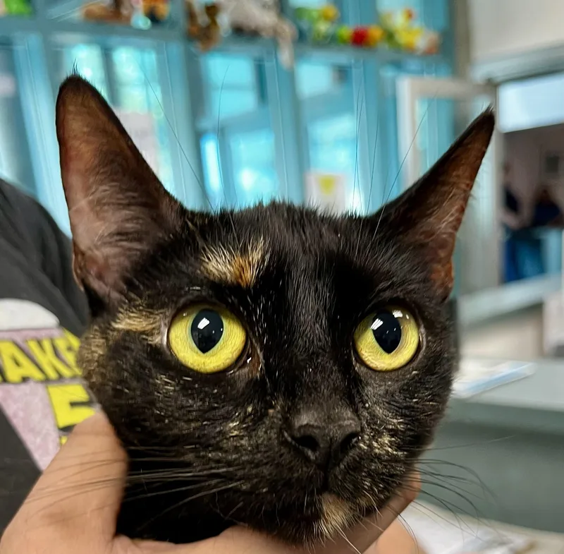 An adult large-sized female Domestic Short Hair cat named Ellie for adoption in Chatsworth, CA
