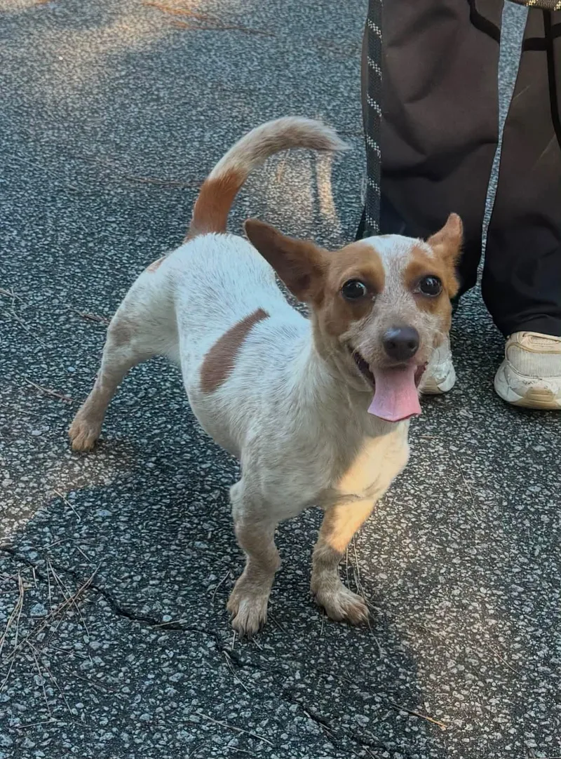 An adult small-sized female Red / Chestnut / Orange Mixed Breed dog named Honey for adoption in Sumter, SC