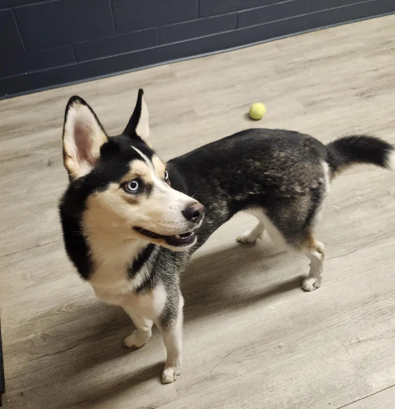 A young medium-sized female Black Husky dog named Paloma for adoption in Mansfield, OH