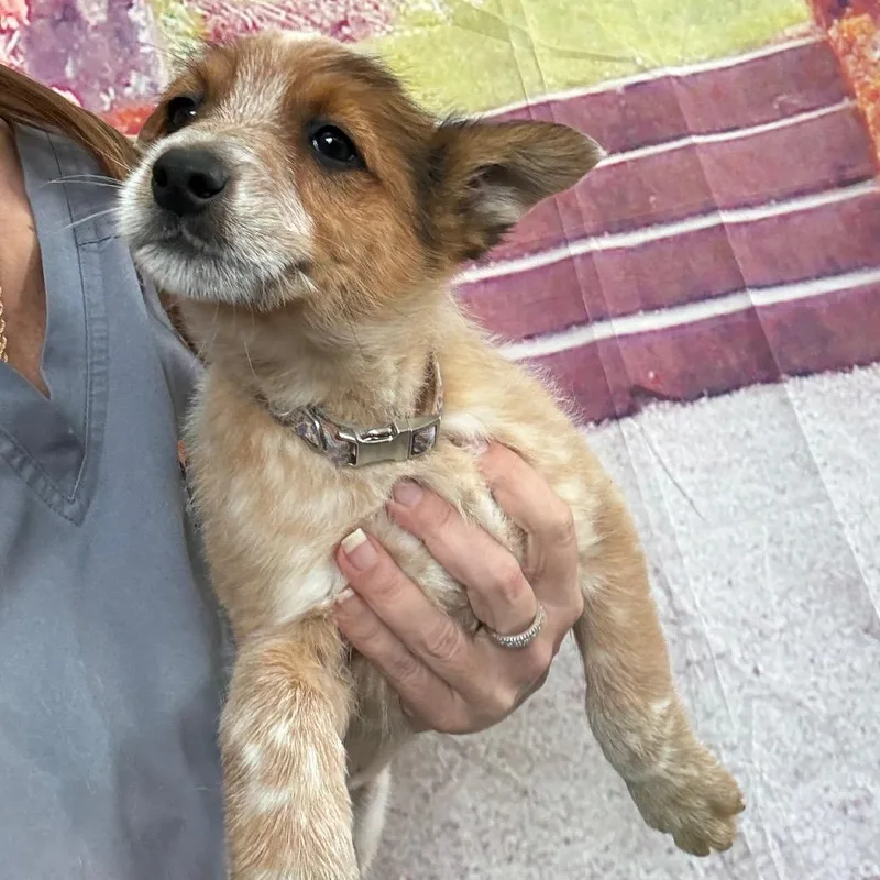 A baby medium-sized male White / Cream Australian Cattle Dog / Blue Heeler dog named Vans for adoption in Normal, IL