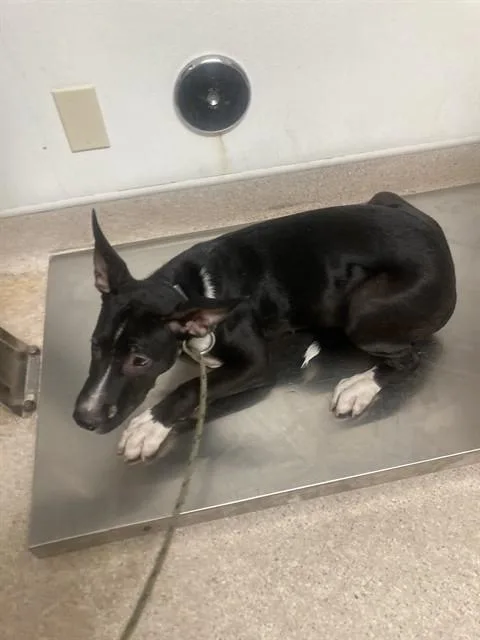 A baby small-sized male Pit Bull Terrier dog named Dog for adoption in Bakersfield, CA