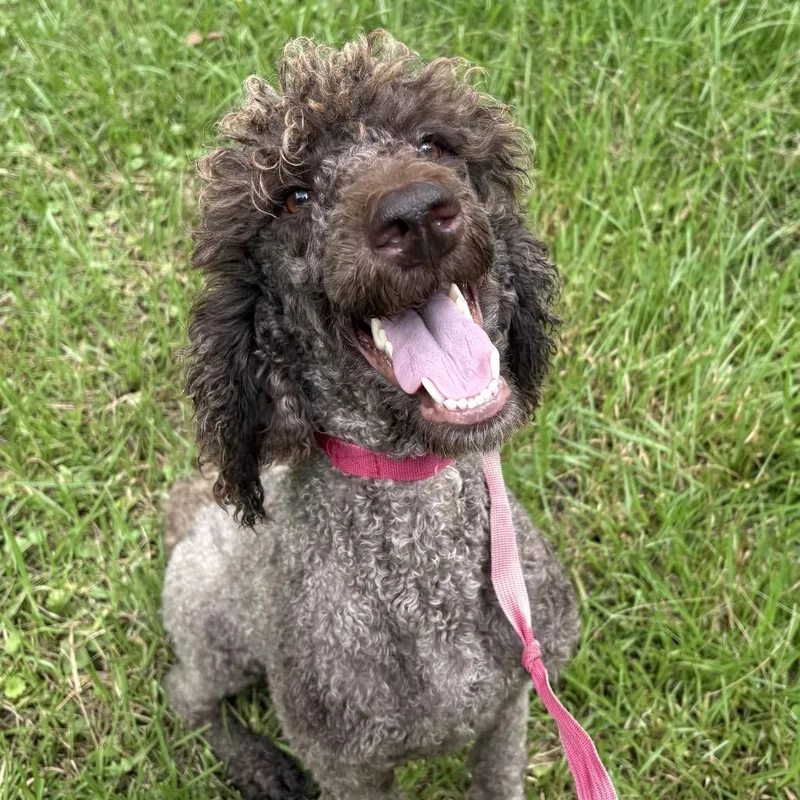 A young medium-sized female Brown / Chocolate Poodle dog named Lucky Girl for adoption in Huntsville, AL